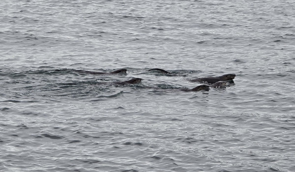 Northern Sea Otter - ML644856349