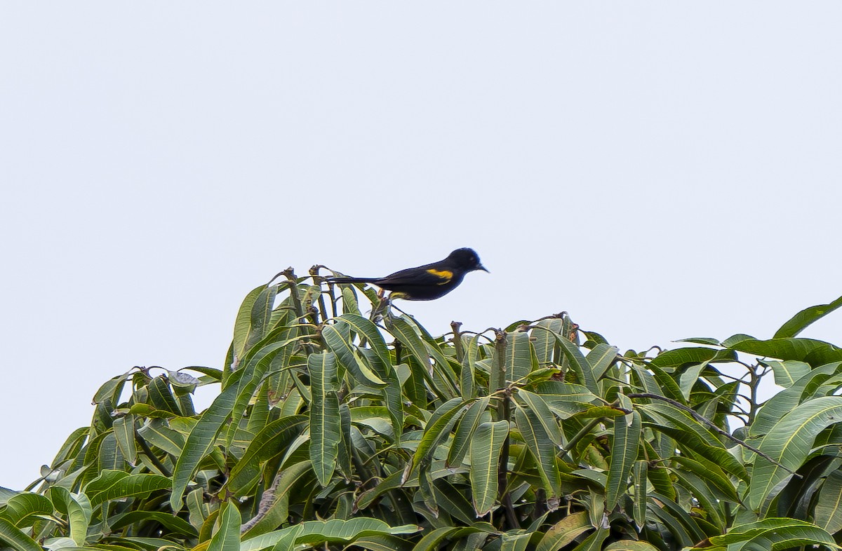 Variable Oriole - ML644856354