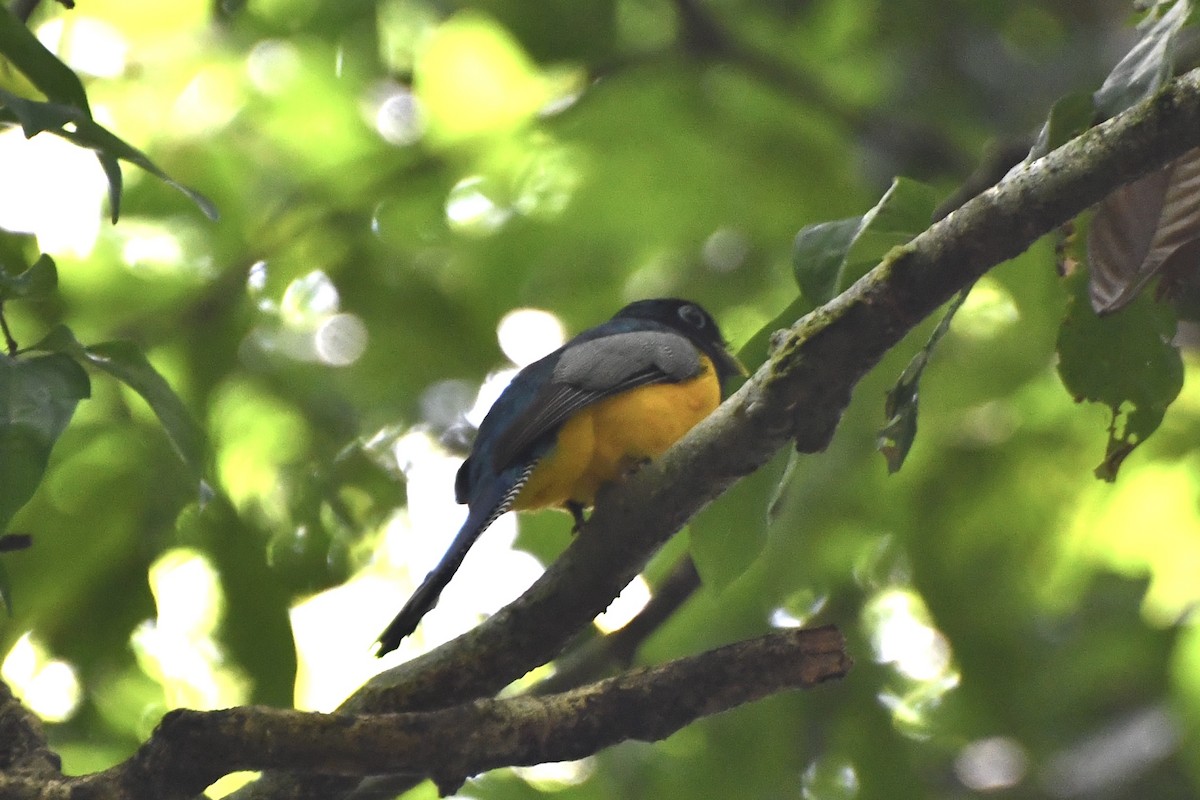 Graceful Black-throated Trogon - ML644856356