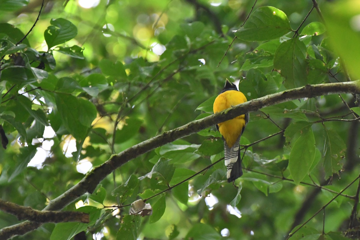 Graceful Black-throated Trogon - ML644856357
