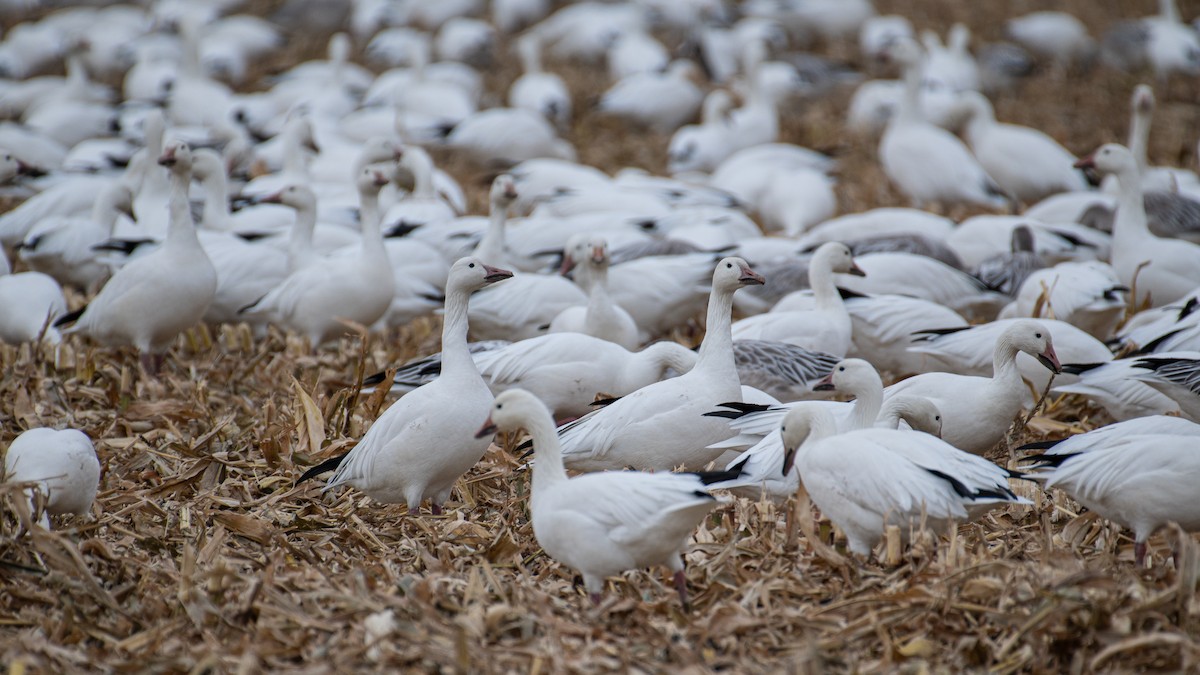 Snow Goose - ML644856359