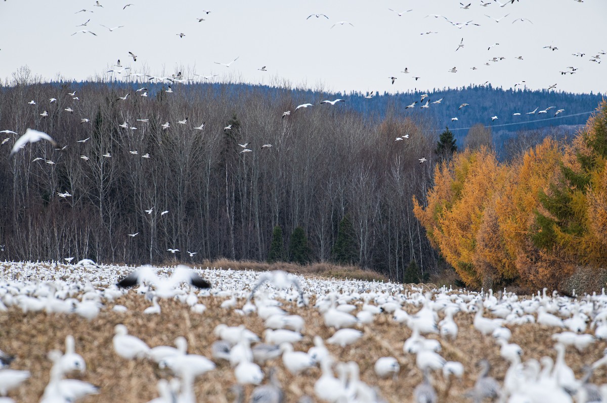 Snow Goose - ML644856360