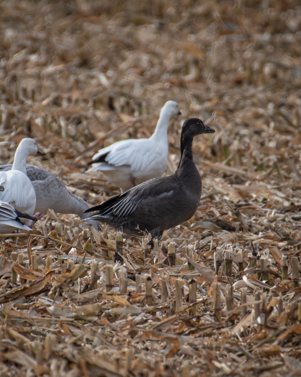 Snow Goose - ML644856372