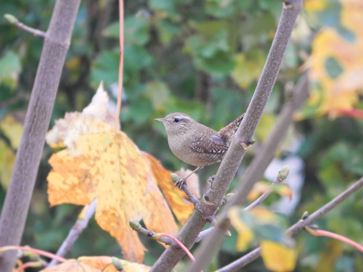 Eurasian Wren - ML644856375
