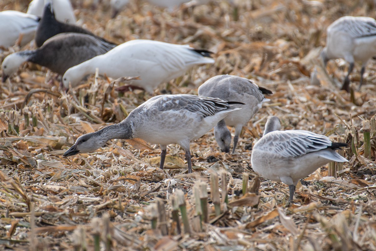 Snow Goose - ML644856376