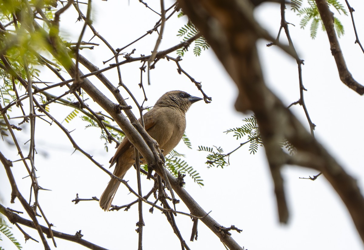 Pale Baywing - ML644856404