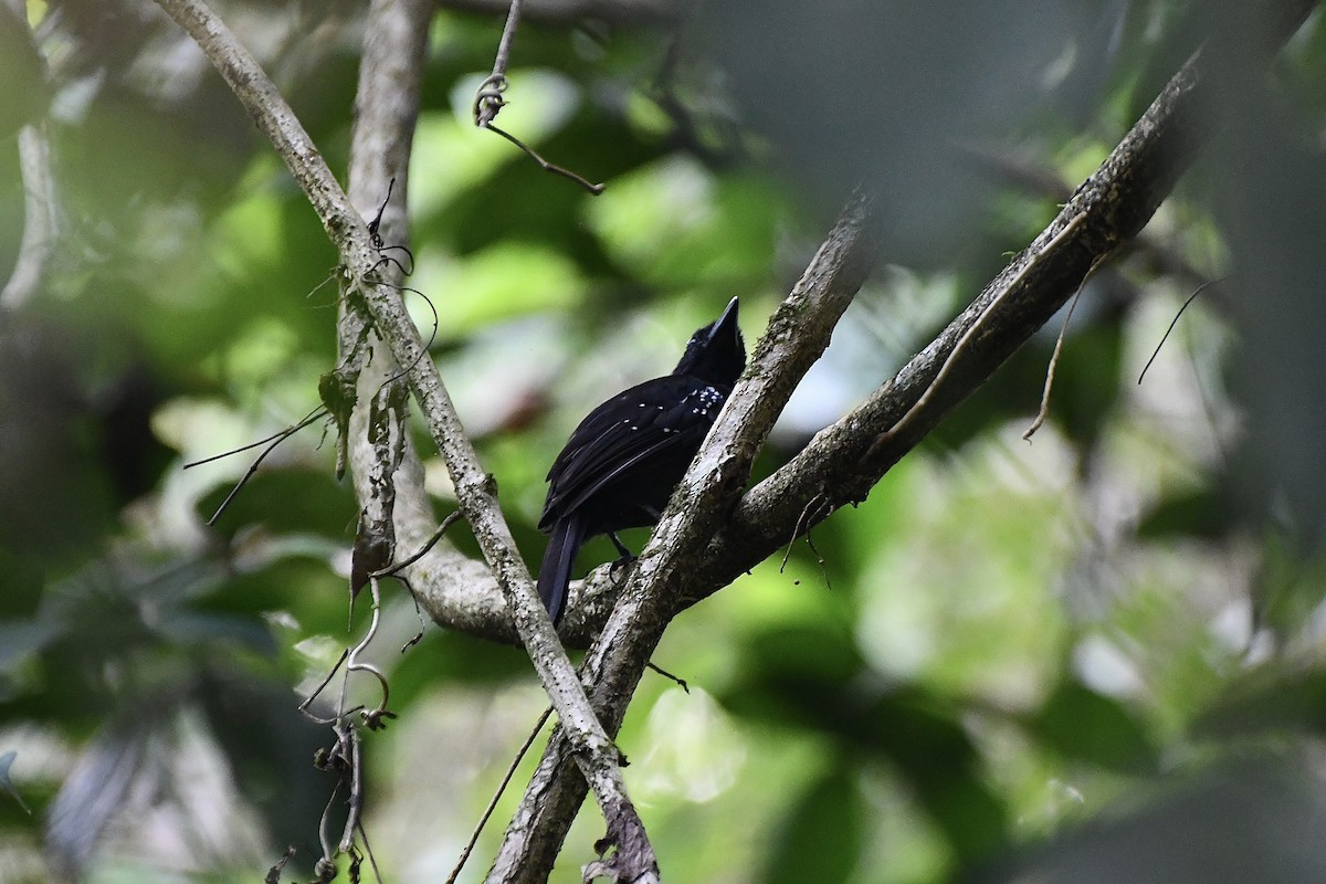 Black-hooded Antshrike - ML644856412
