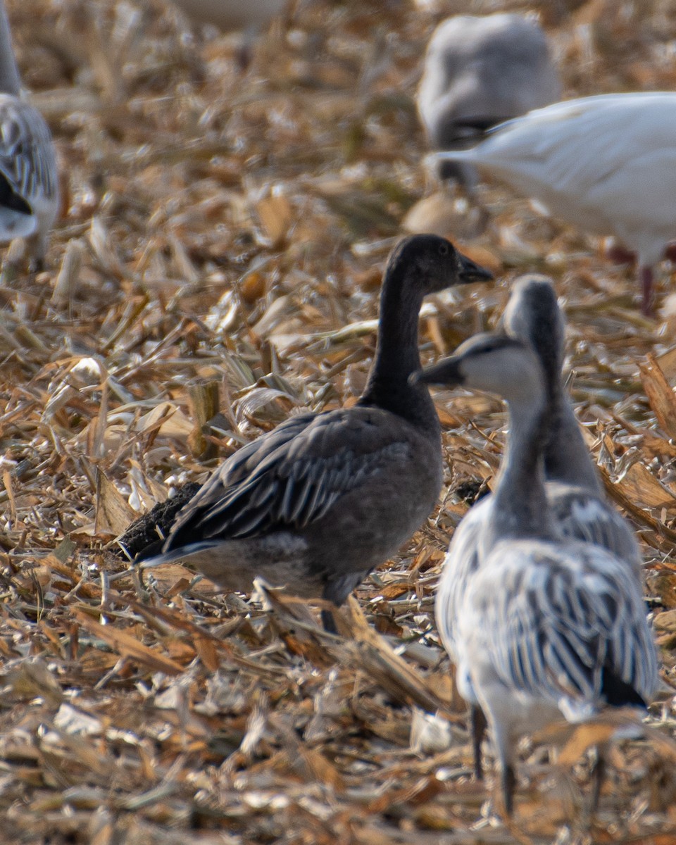 Snow Goose - ML644856415