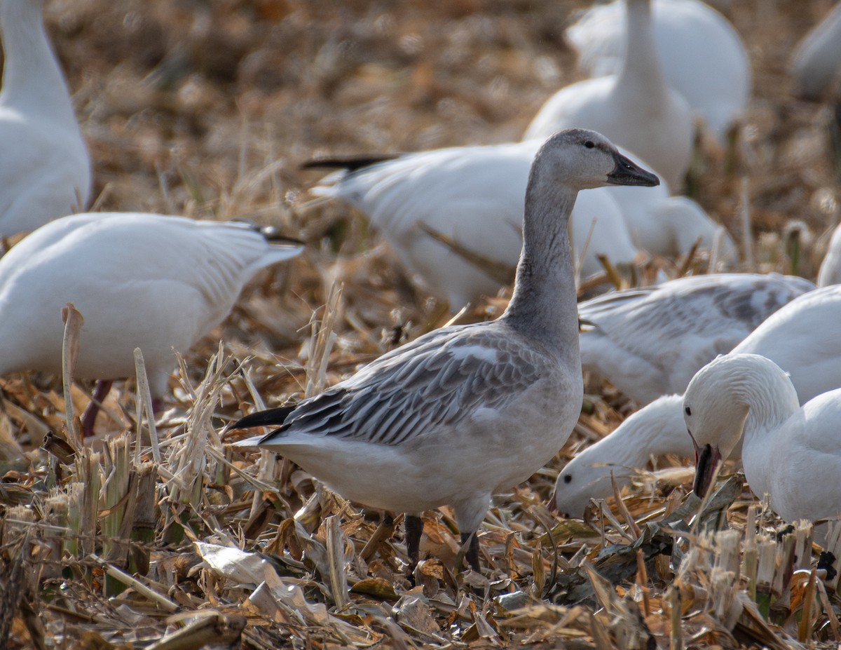 Snow Goose - ML644856416