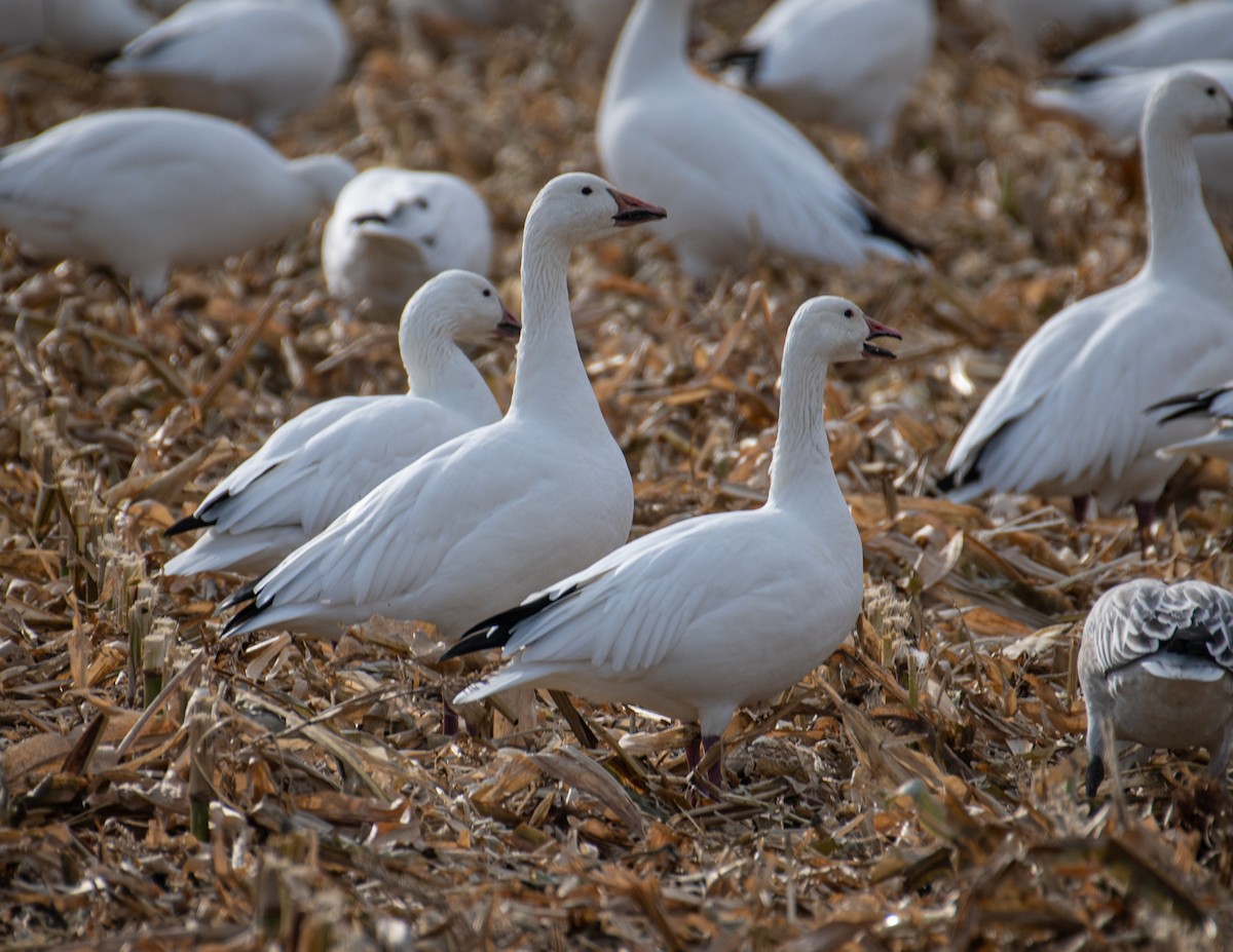 Snow Goose - ML644856418