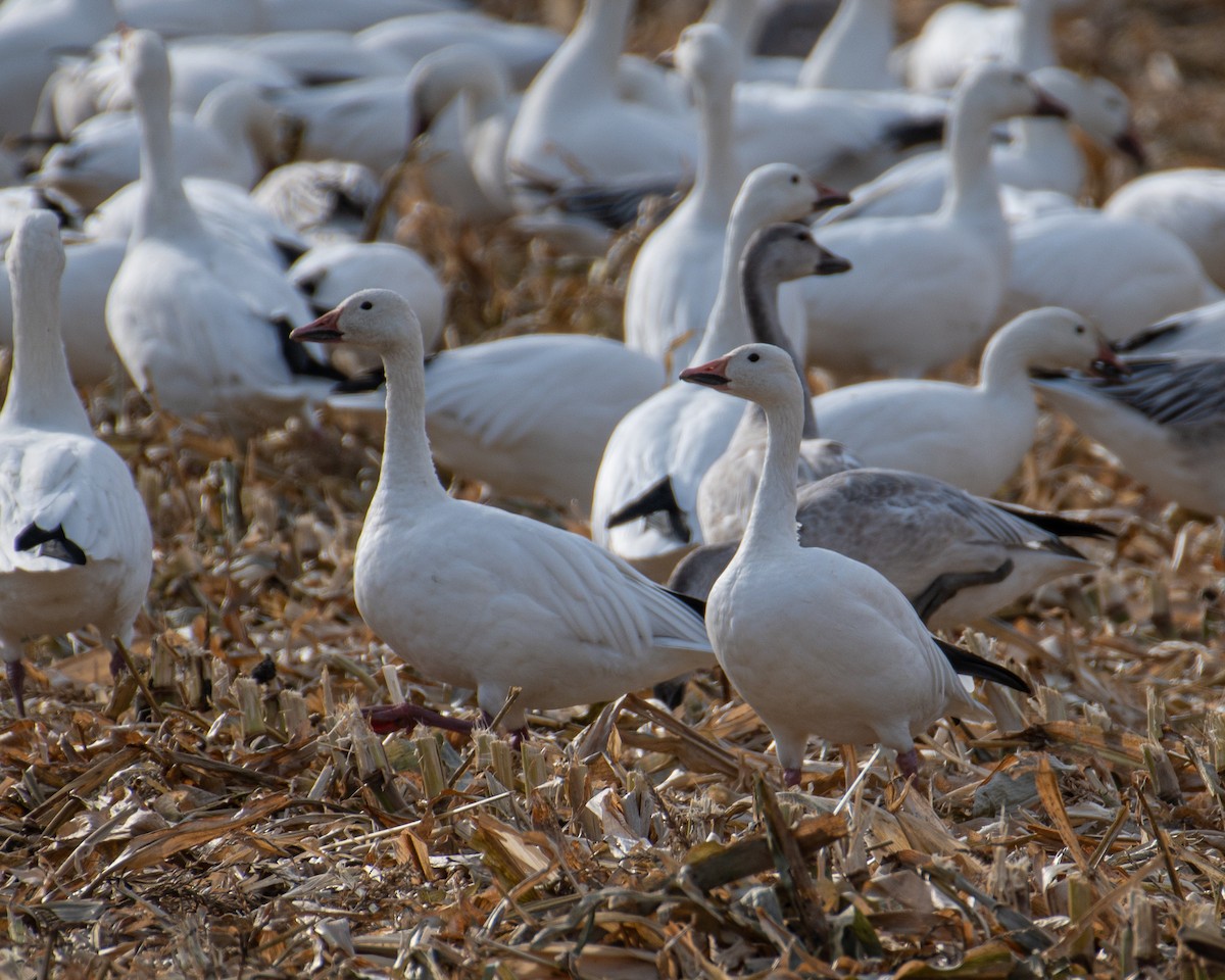 Snow Goose - ML644856419