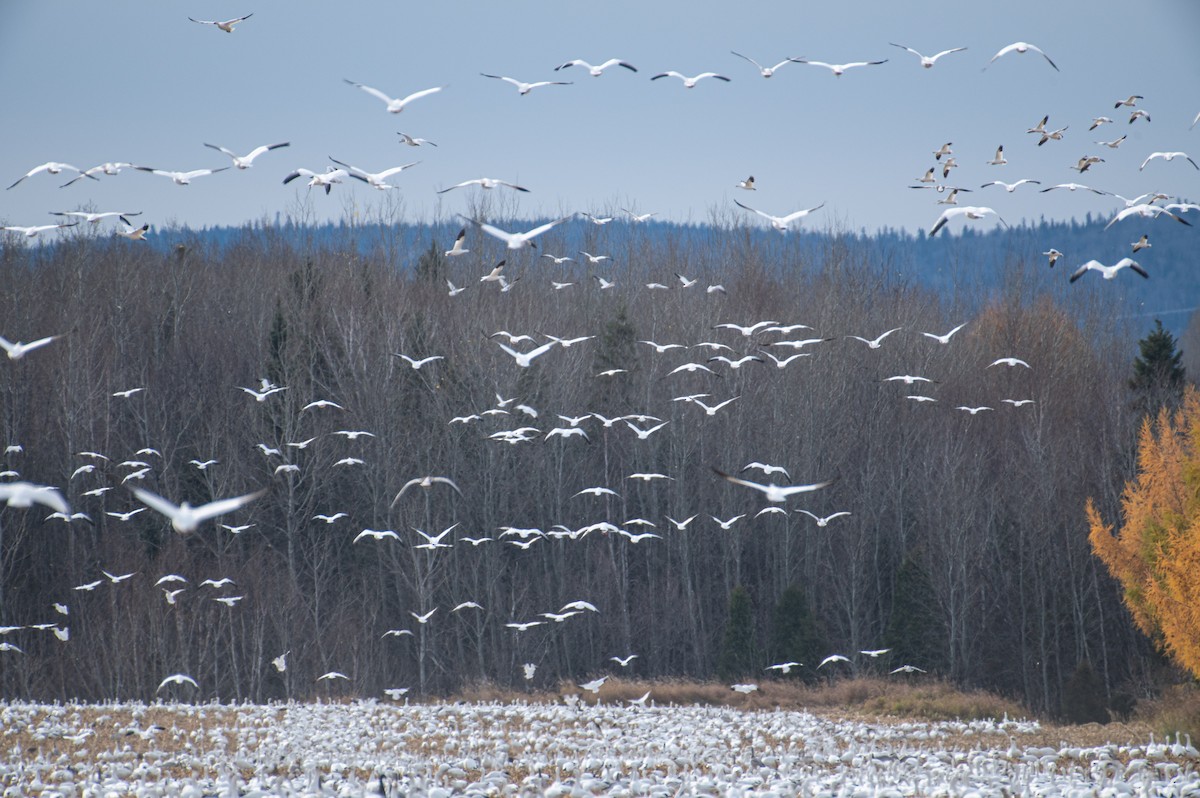 Snow Goose - ML644856420