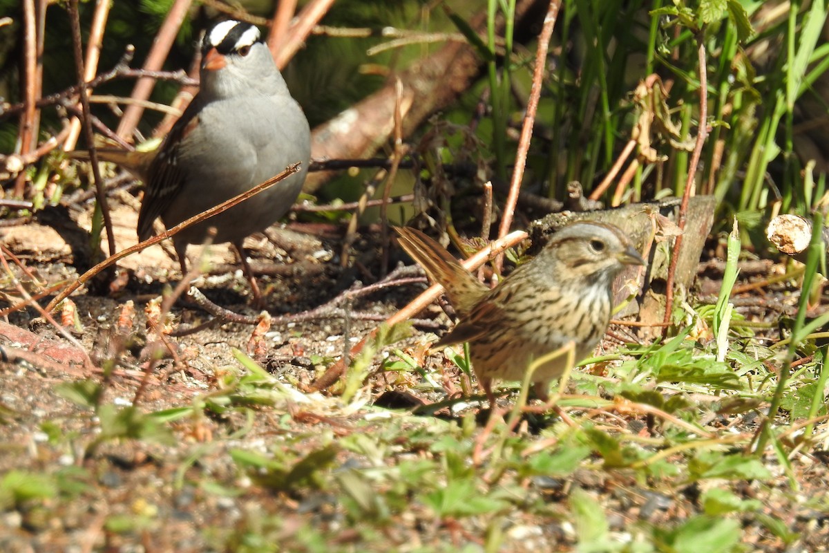 Lincoln's Sparrow - ML644856449