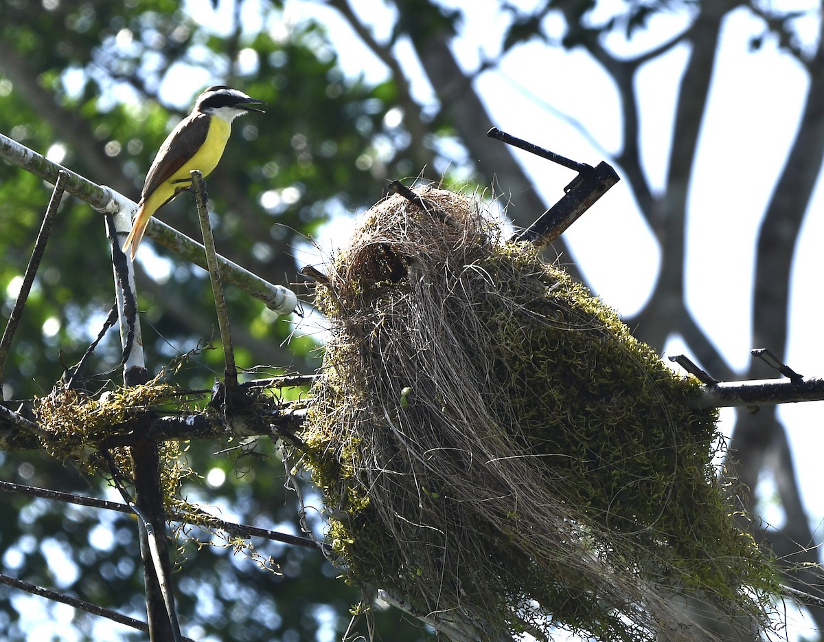 Great Kiskadee - ML644856450
