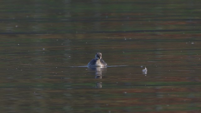 Пірникоза сірощока - ML644856452