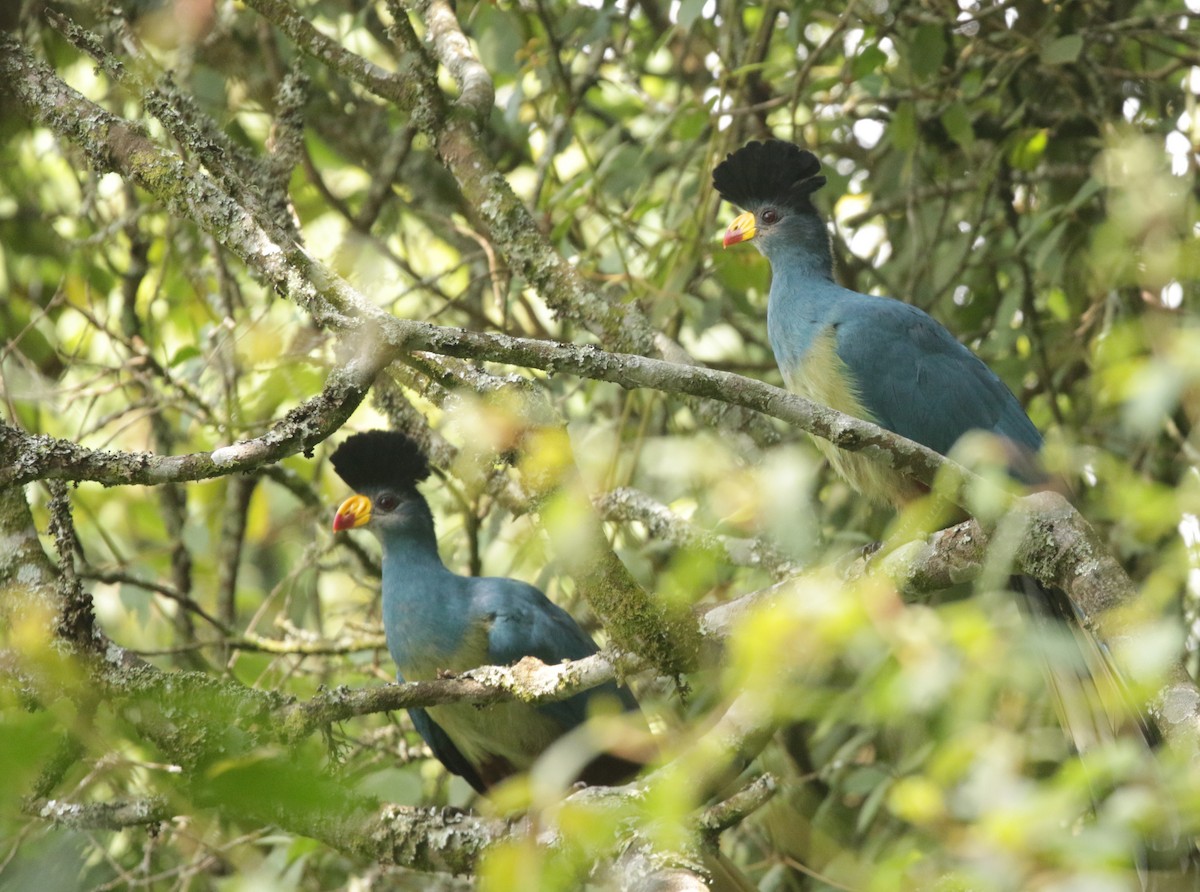 turako velký - ML644856465