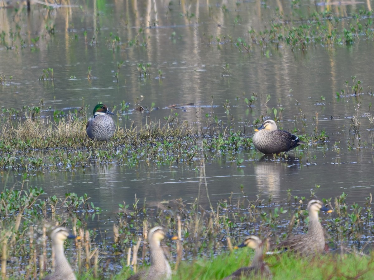 ヨシガモ - ML644856475