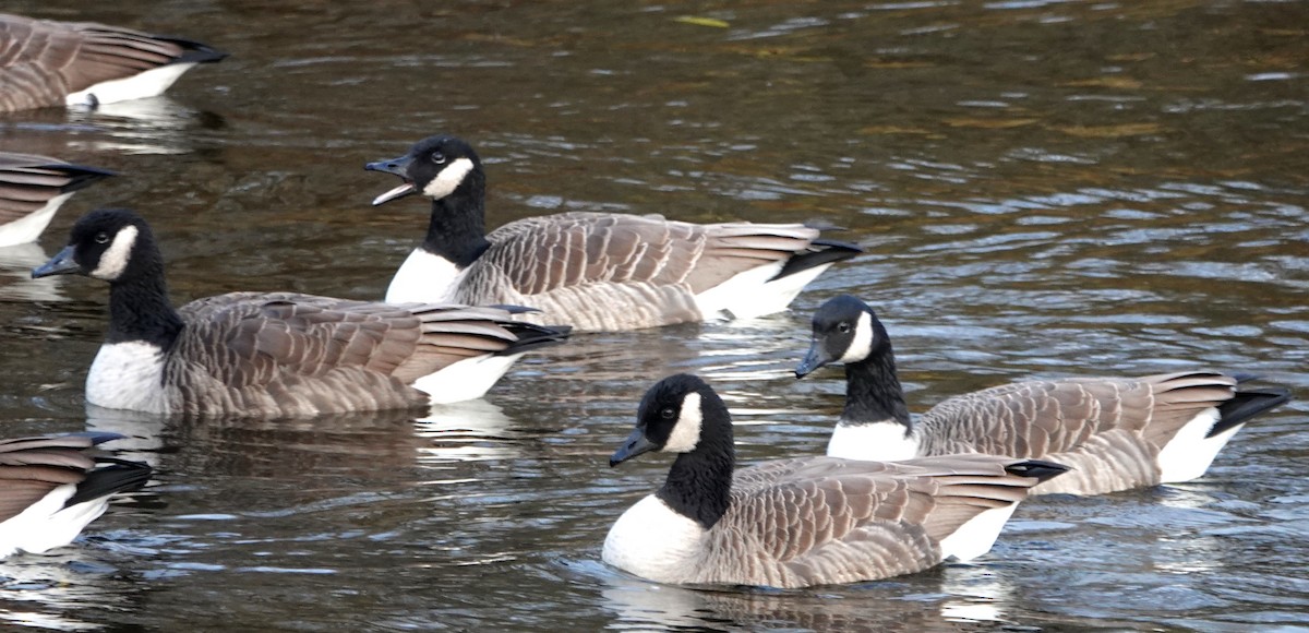 Canada Goose - ML644856512