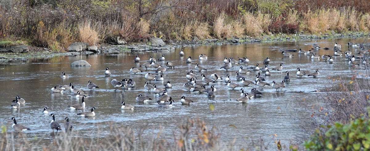 Canada Goose - ML644856519