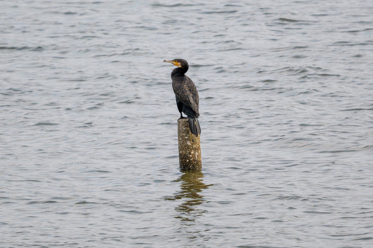 kormorán velký - ML644856535