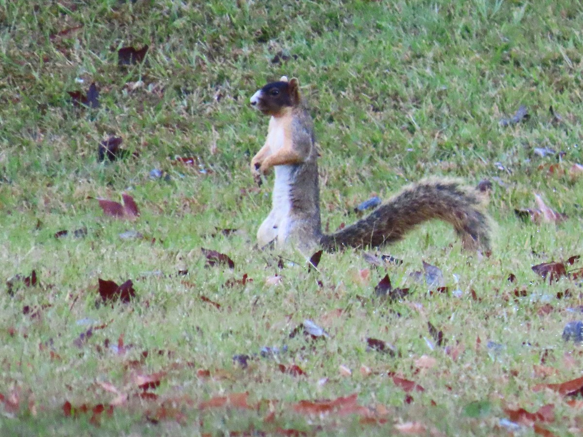 Upland Fox Squirrel - ML644856547