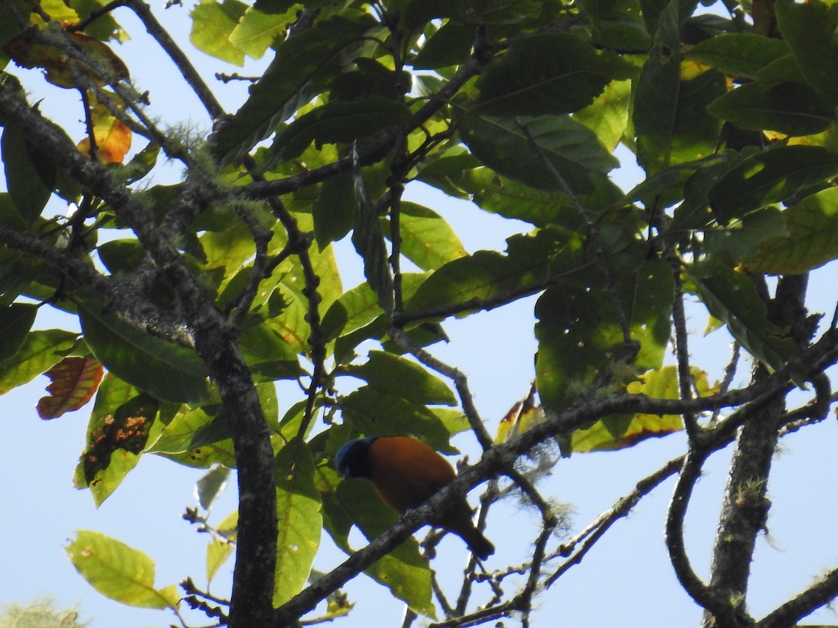 Elegant Euphonia - ML644856548