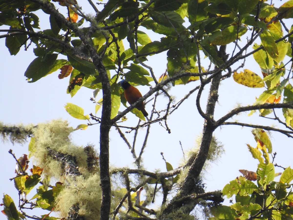 Elegant Euphonia - ML644856549