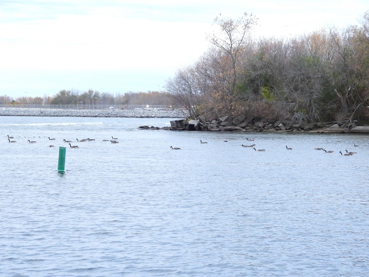 Canada Goose - ML644856550