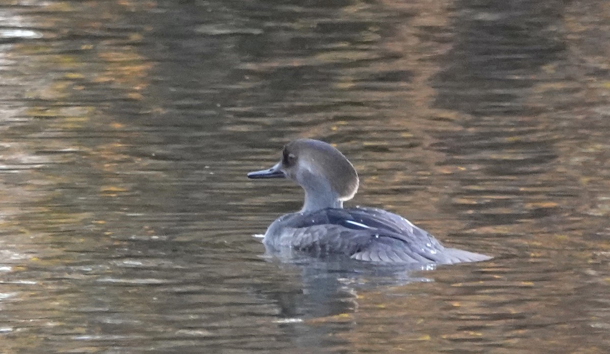 Hooded Merganser - ML644856553