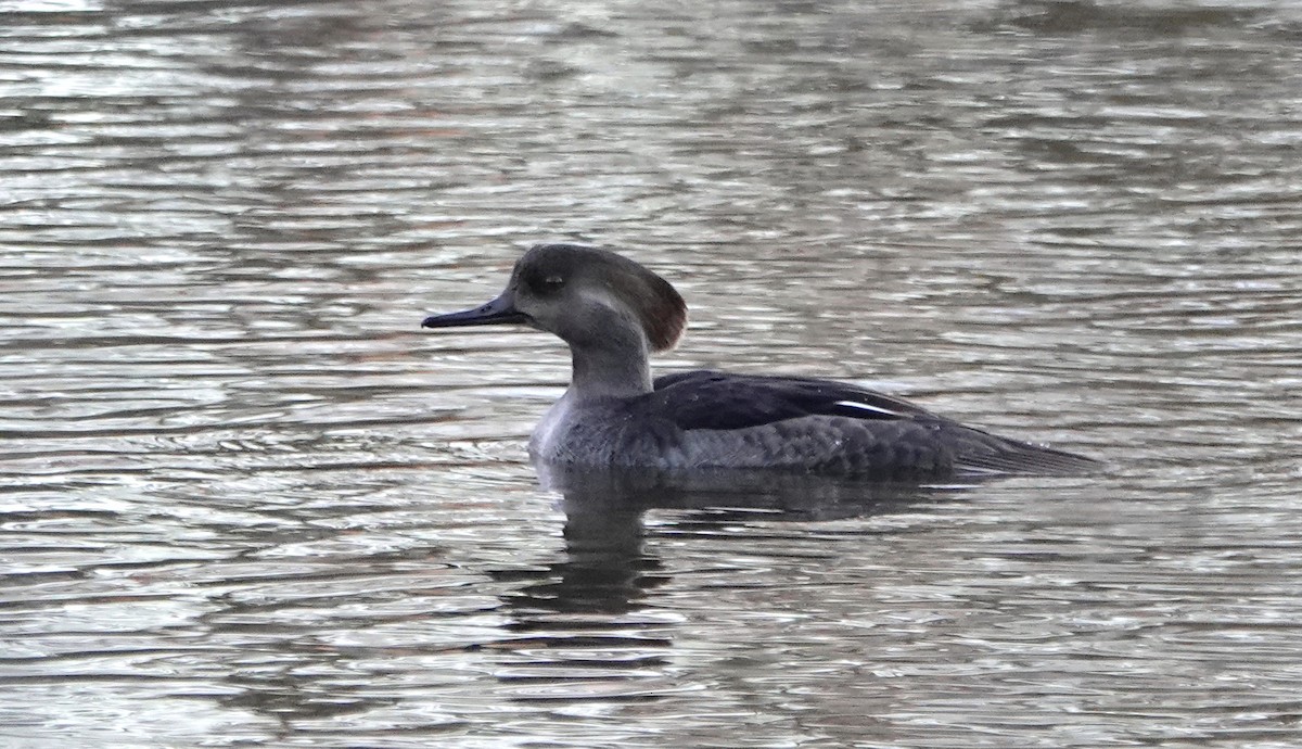 Hooded Merganser - ML644856554
