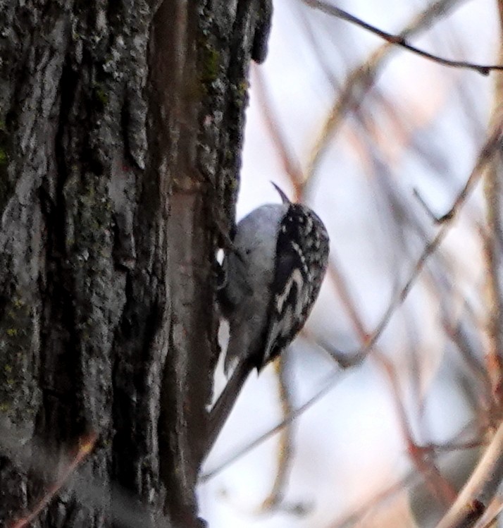 Brown Creeper - ML644856560