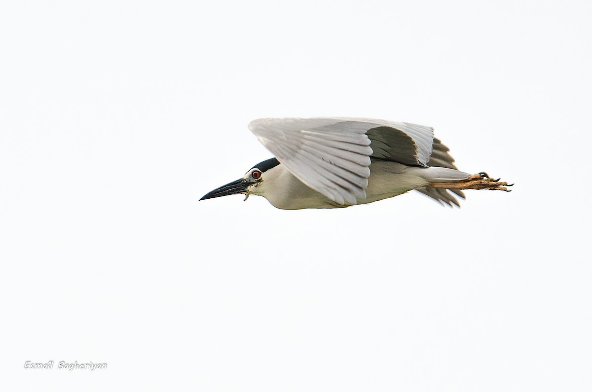 Black-crowned Night Heron - ML644856580