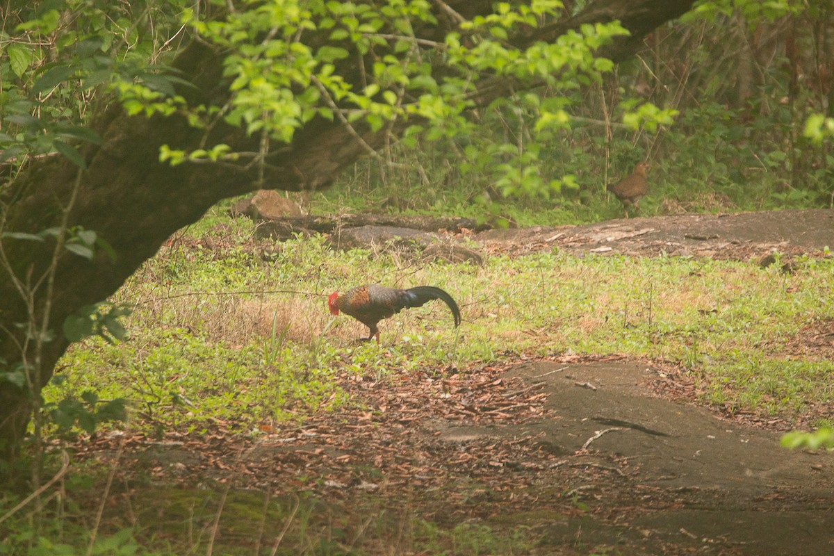 ハイイロヤケイ - ML644856586