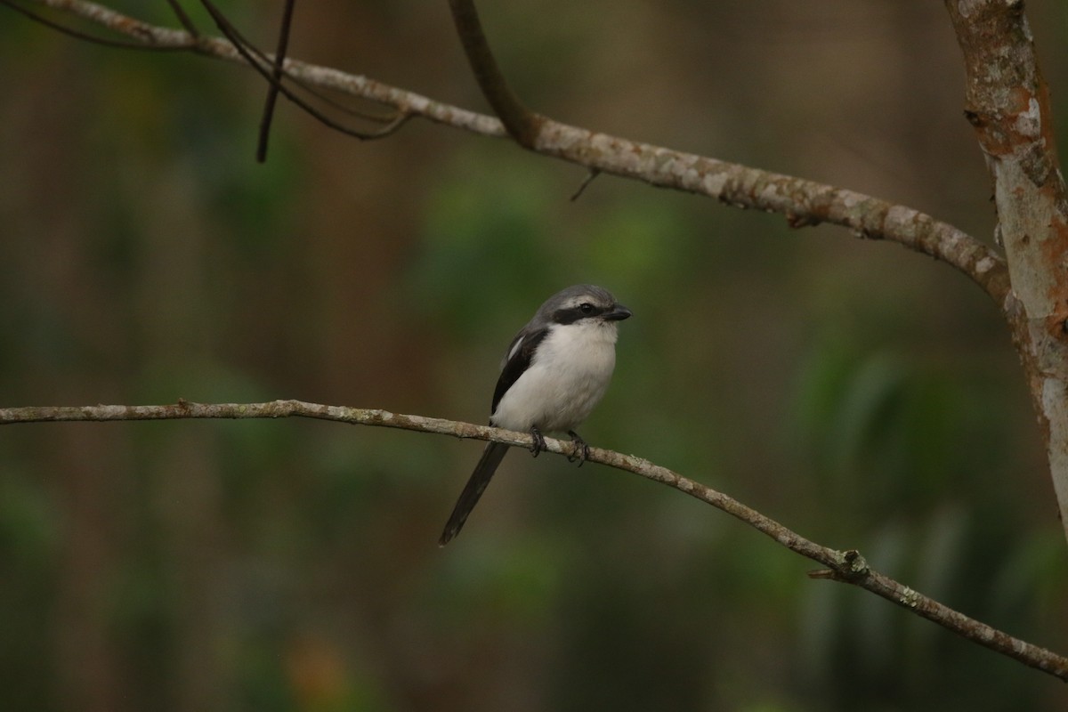 Mackinnon's Shrike - ML644856593