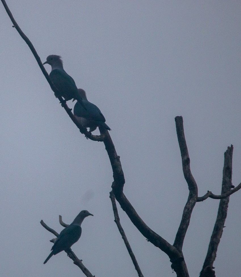 Malabar Imperial-Pigeon - ML644856595
