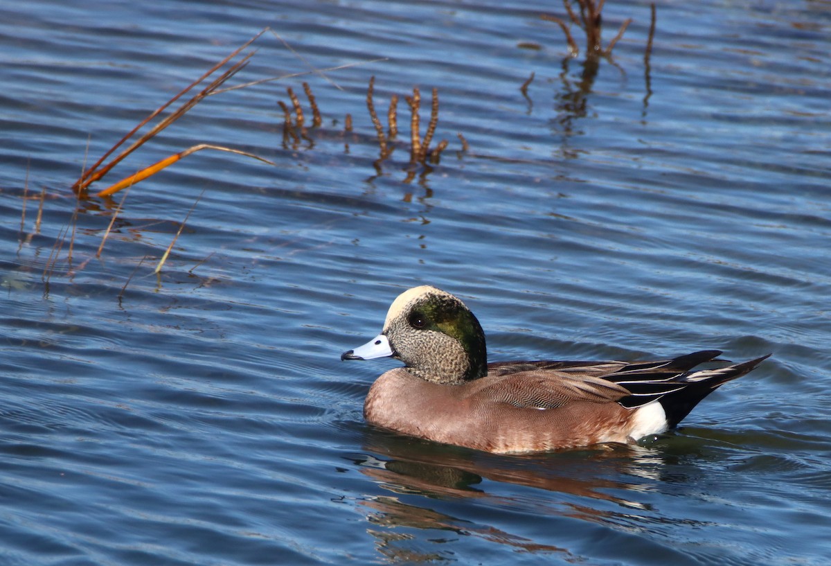 American Wigeon - ML644856603