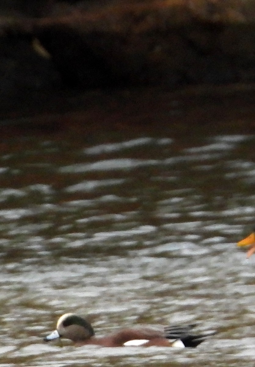 American Wigeon - ML644856604