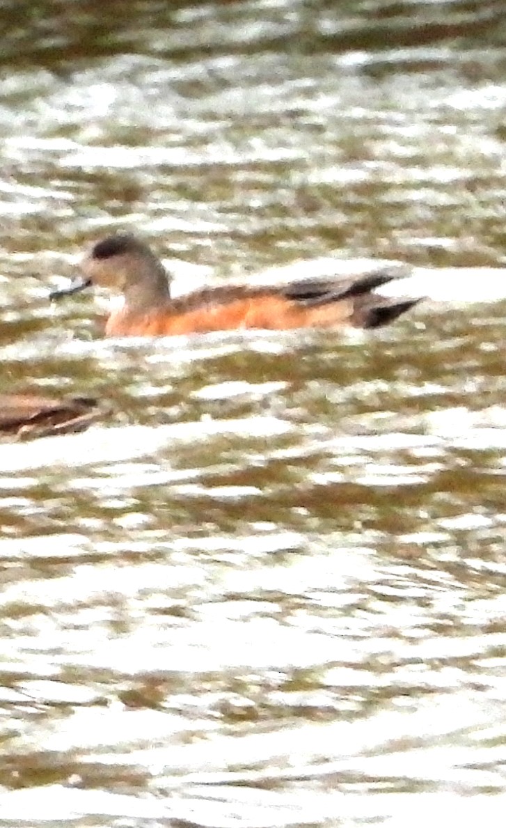 American Wigeon - ML644856606