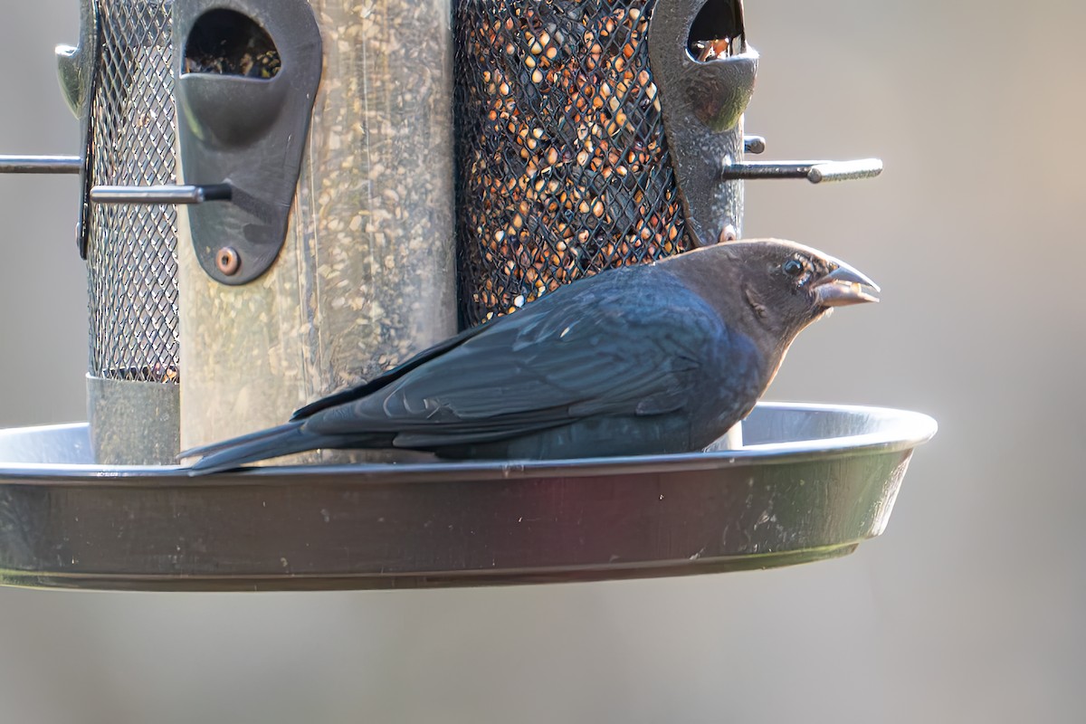 Коровий трупиал, буроголовый желтушник - ML644856609