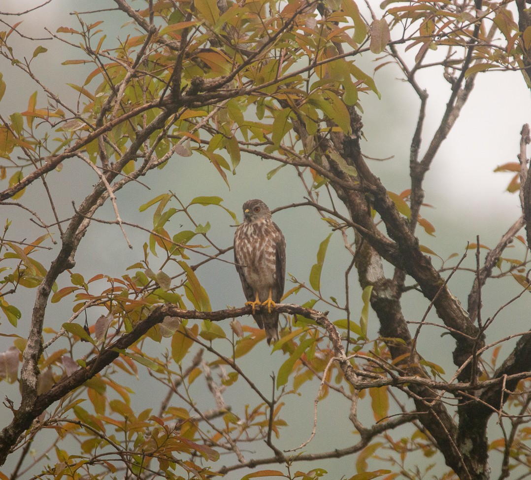 カンムリオオタカ - ML644856610