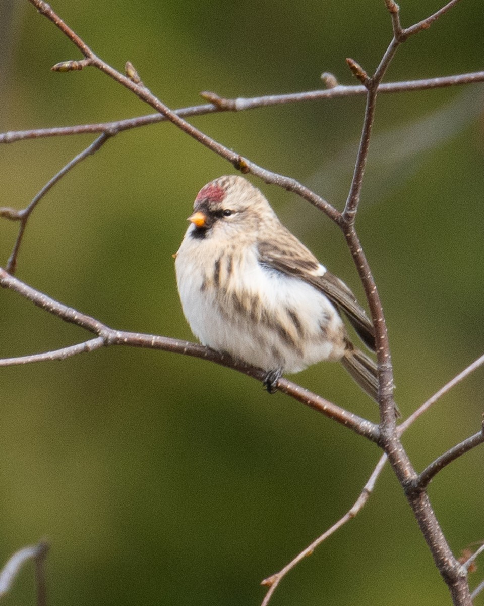 Redpoll - ML644856616