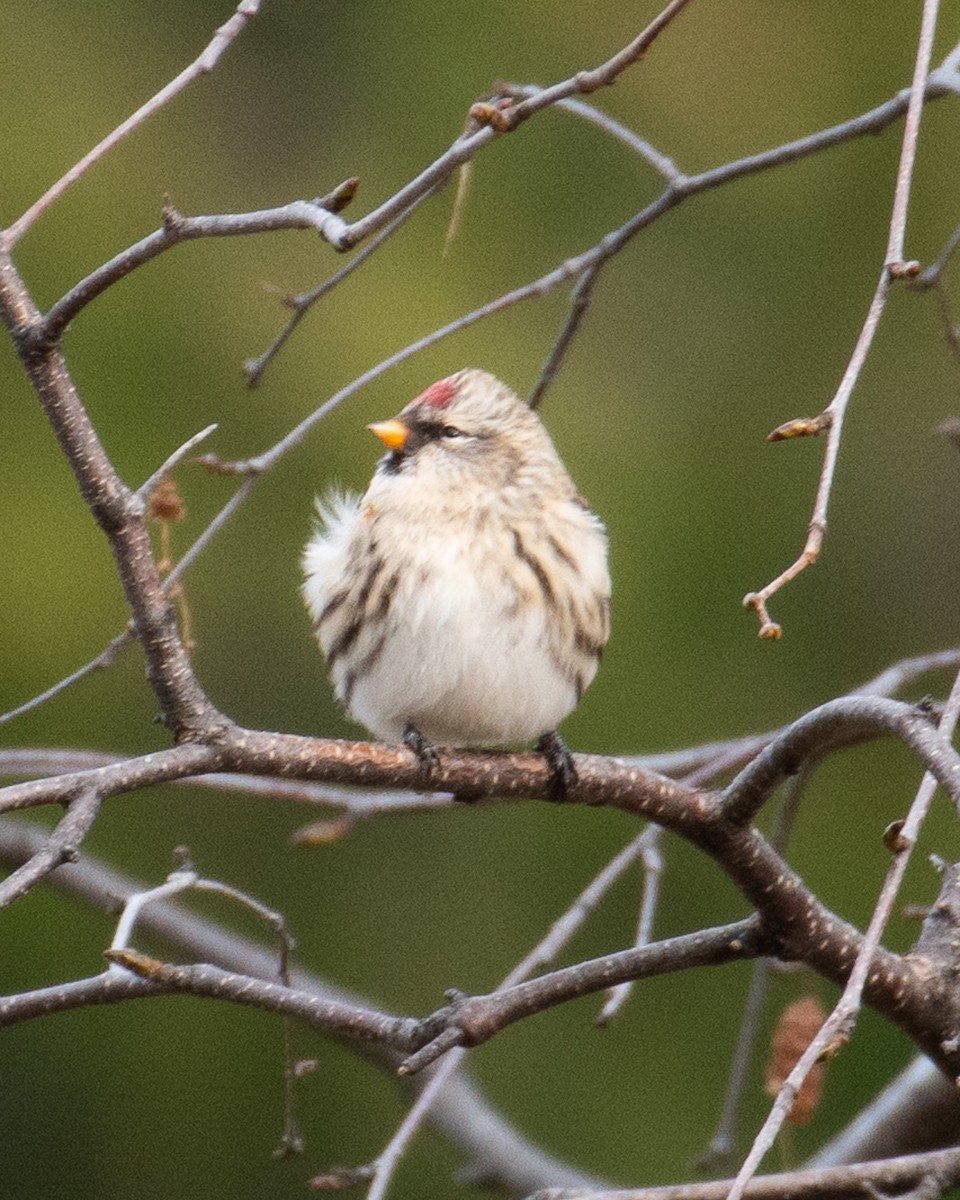 Redpoll - ML644856617