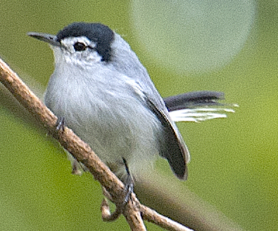 White-browed Gnatcatcher - ML644856619