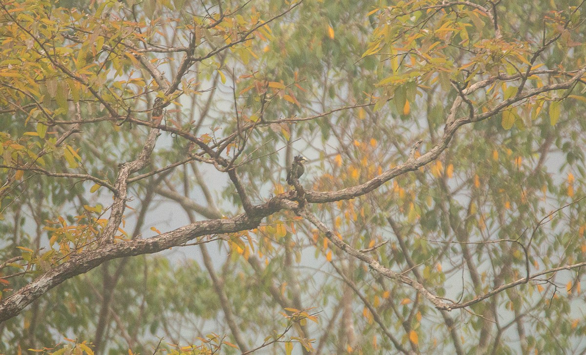 クロカンムリコゲラ - ML644856622