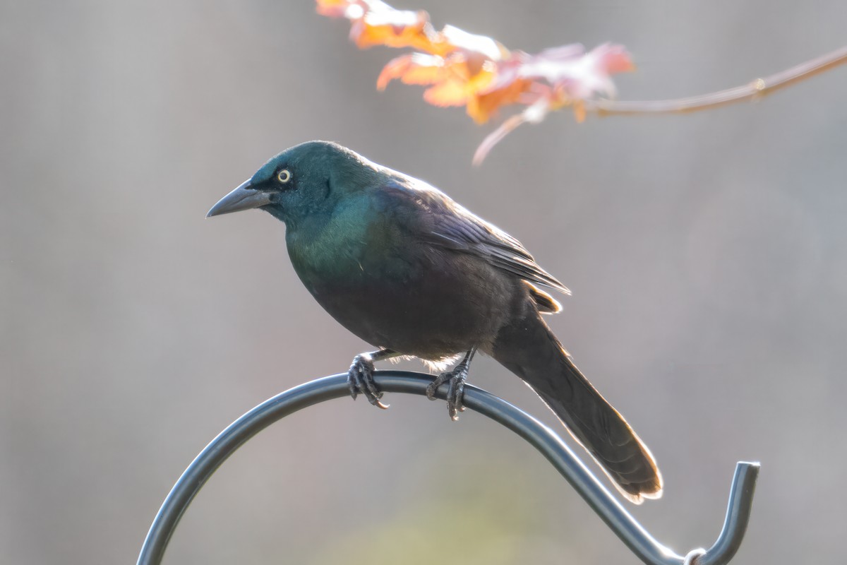 Purpurgrackel - ML644856624