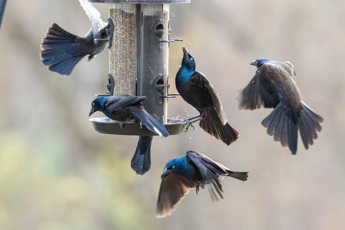 Purpurgrackel - ML644856625