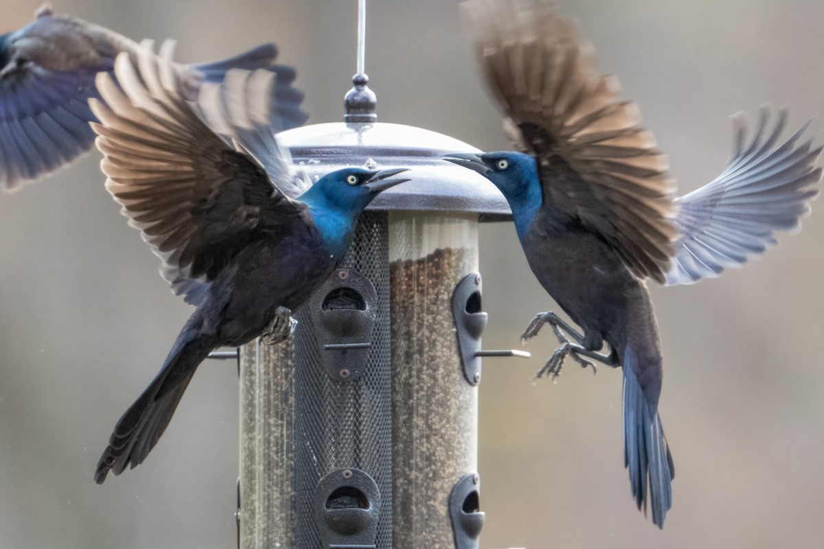 Purpurgrackel - ML644856626