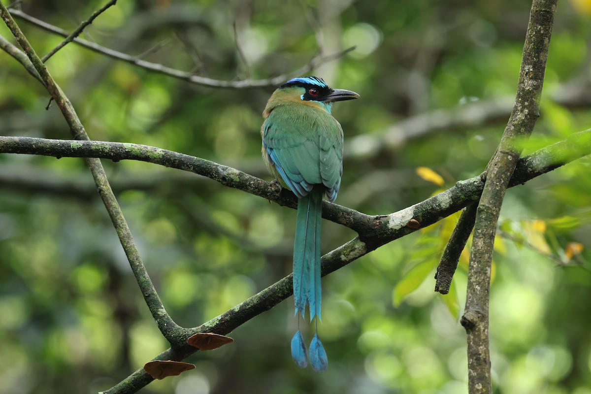 Lesson's Motmot - ML644856628