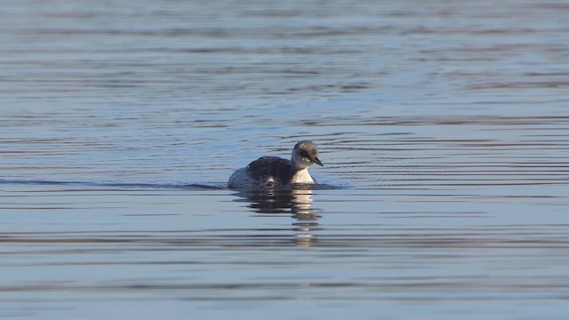 Пірникоза сірощока - ML644856631