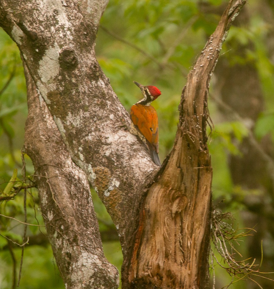 Malabar Flameback - ML644856646